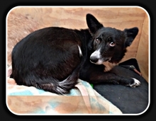FOXY, Hund, Mischlingshund in Spanien - Bild 6