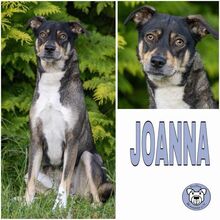 JOANNA, Hund, Mischlingshund in Ribnitz-Damgarten - Bild 1