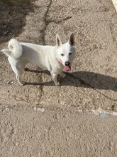 SEBASTIAN, Hund, Mischlingshund in Slowakische Republik - Bild 10