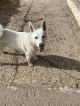 SEBASTIAN, Hund, Mischlingshund in Slowakische Republik - Bild 11