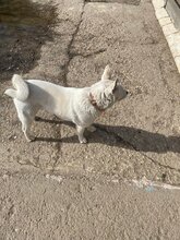 SEBASTIAN, Hund, Mischlingshund in Slowakische Republik - Bild 12