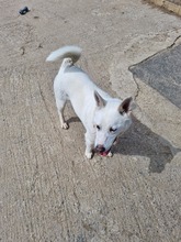 SEBASTIAN, Hund, Mischlingshund in Slowakische Republik - Bild 15