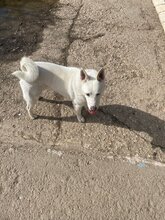 SEBASTIAN, Hund, Mischlingshund in Slowakische Republik - Bild 9