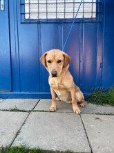 RONY, Hund, Mischlingshund in Slowakische Republik - Bild 3