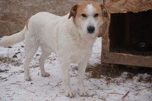 SAM, Hund, Mischlingshund in Rumänien - Bild 2
