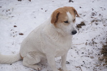 SAM, Hund, Mischlingshund in Rumänien - Bild 5