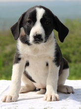 YANG, Hund, Mischlingshund in Griechenland - Bild 3