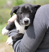 IZZIE, Hund, Mischlingshund in Griechenland - Bild 4