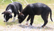 IZZIE, Hund, Mischlingshund in Griechenland - Bild 6