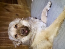 BOUNTY, Hund, Mischlingshund in Rumänien - Bild 3