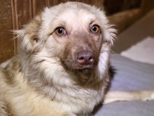 BOUNTY, Hund, Mischlingshund in Rumänien - Bild 4