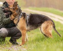 GRETA, Hund, Deutscher Schäferhund in Slowakische Republik - Bild 11