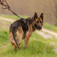 GRETA, Hund, Deutscher Schäferhund in Slowakische Republik - Bild 12