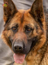 GRETA, Hund, Deutscher Schäferhund in Slowakische Republik - Bild 6