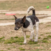 BASTY, Hund, Mischlingshund in Slowakische Republik - Bild 1