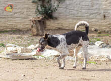 BASTY, Hund, Mischlingshund in Slowakische Republik - Bild 10