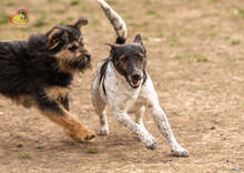 BASTY, Hund, Mischlingshund in Slowakische Republik - Bild 13