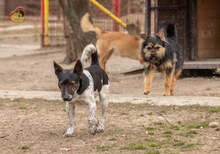 BASTY, Hund, Mischlingshund in Slowakische Republik - Bild 14