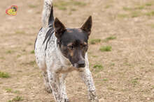 BASTY, Hund, Mischlingshund in Slowakische Republik - Bild 4