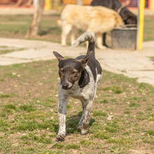 BASTY, Hund, Mischlingshund in Slowakische Republik - Bild 6