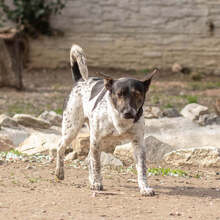 BASTY, Hund, Mischlingshund in Slowakische Republik - Bild 7