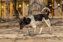 BASTY, Hund, Mischlingshund in Slowakische Republik - Bild 8