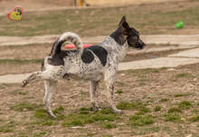 BASTY, Hund, Mischlingshund in Slowakische Republik - Bild 9