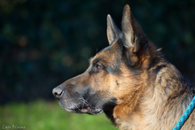 ROCCO, Hund, Deutscher Schäferhund in Marburg - Bild 1