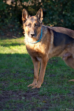 ROCCO, Hund, Deutscher Schäferhund in Marburg - Bild 4