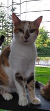 KLARA, Katze, Europäisch Kurzhaar in Rumänien - Bild 2