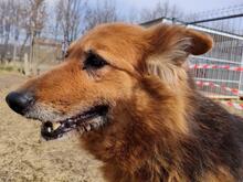 LUNA, Hund, Mischlingshund in Polen - Bild 3