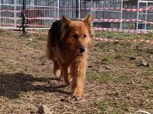 LUNA, Hund, Mischlingshund in Polen - Bild 4