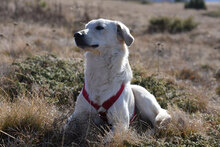 LINK, Hund, Mischlingshund in Bulgarien - Bild 1