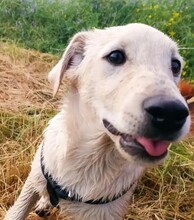LINK, Hund, Mischlingshund in Bulgarien - Bild 11