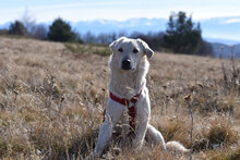 LINK, Hund, Mischlingshund in Bulgarien - Bild 2