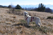 LINK, Hund, Mischlingshund in Bulgarien - Bild 3