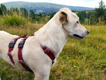 LINK, Hund, Mischlingshund in Bulgarien - Bild 7