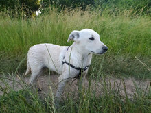 LINK, Hund, Mischlingshund in Bulgarien - Bild 9