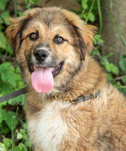 TESLA, Hund, Mischlingshund in Bulgarien - Bild 1