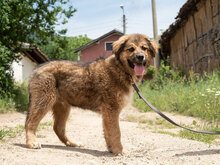 TESLA, Hund, Mischlingshund in Bulgarien - Bild 2