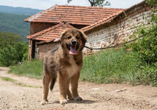 TESLA, Hund, Mischlingshund in Bulgarien - Bild 3