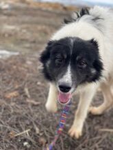 JUMA, Hund, Mischlingshund in Rumänien - Bild 10