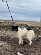 JUMA, Hund, Mischlingshund in Rumänien - Bild 7