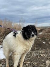 JUMA, Hund, Mischlingshund in Rumänien - Bild 8