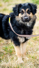 TANDEM, Hund, Mischlingshund in Bulgarien - Bild 1