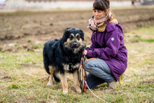TANDEM, Hund, Mischlingshund in Bulgarien - Bild 2