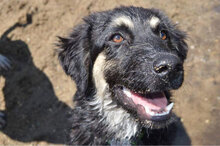 TANDEM, Hund, Mischlingshund in Bulgarien - Bild 3