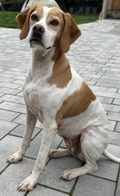 ARTEMIS, Hund, Mischlingshund in Mehlbach - Bild 10
