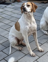 ARTEMIS, Hund, Mischlingshund in Mehlbach - Bild 13