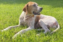 ARTEMIS, Hund, Mischlingshund in Mehlbach - Bild 25